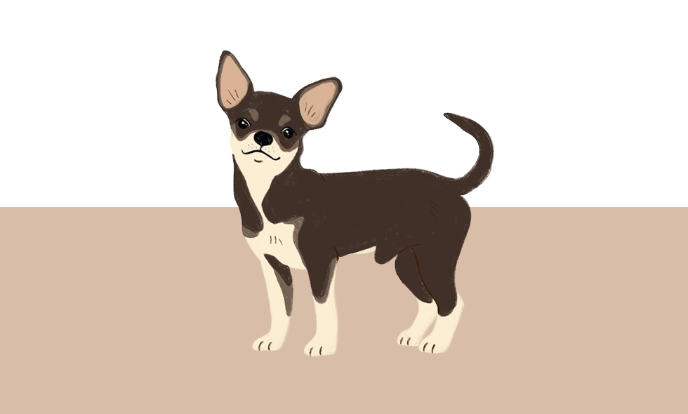 Illustration av en liten Chihuahua som står upp. Pälsen är mörkbrun med ljusa tecken på benen, bröstet och ansiktet. Öronen är stora och spetsiga.