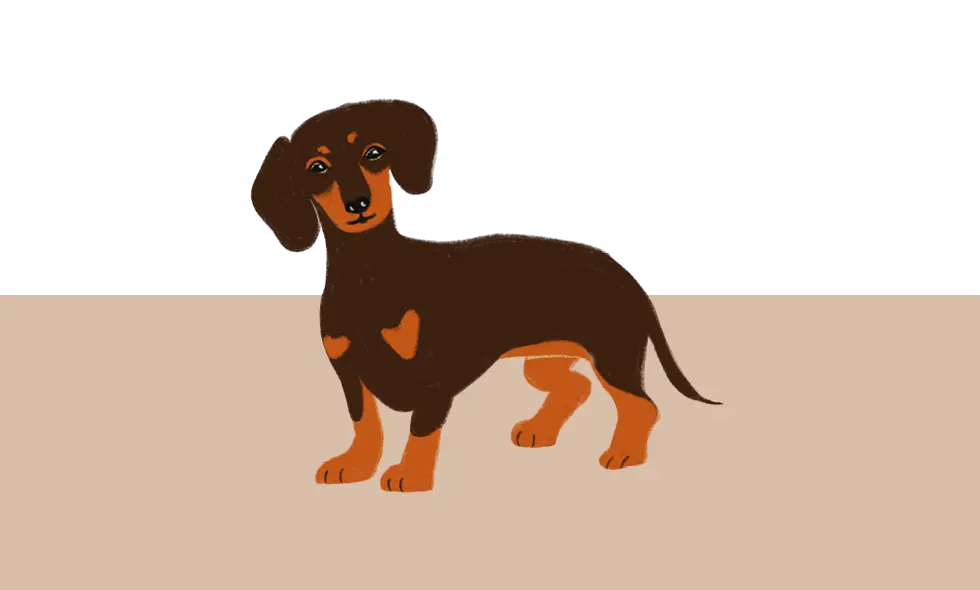 Illustration av en brun tax med korta ben och mörkare rygg, stående mot beige och vit bakgrund.