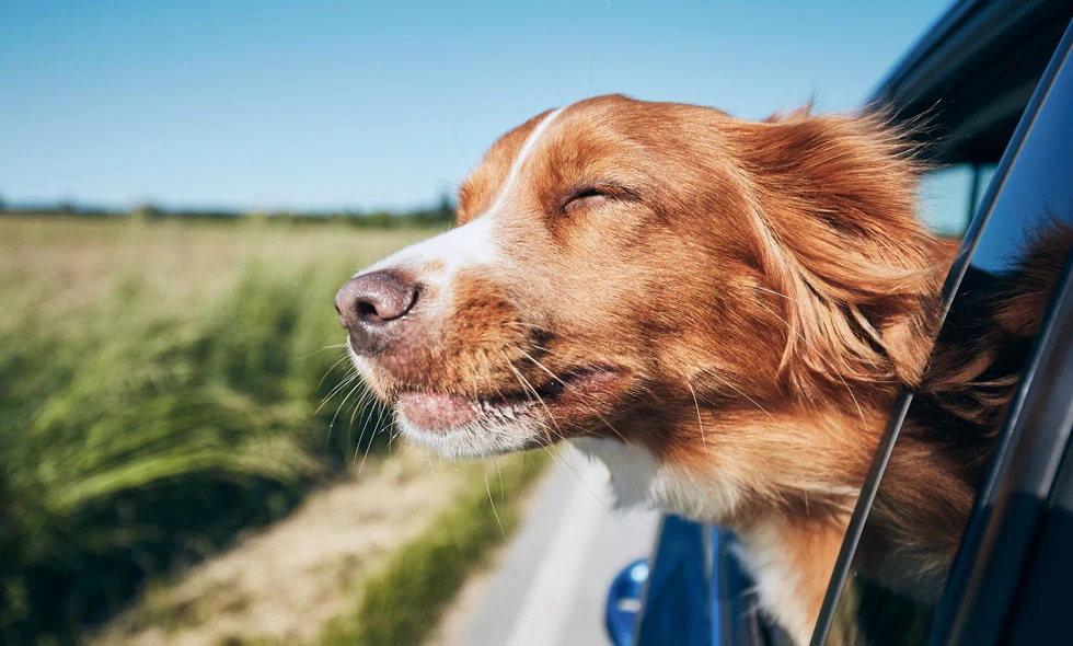 En brun och vit hund med halvslutna ögon sticker ut huvudet från ett bilfönster och njuter av vinden