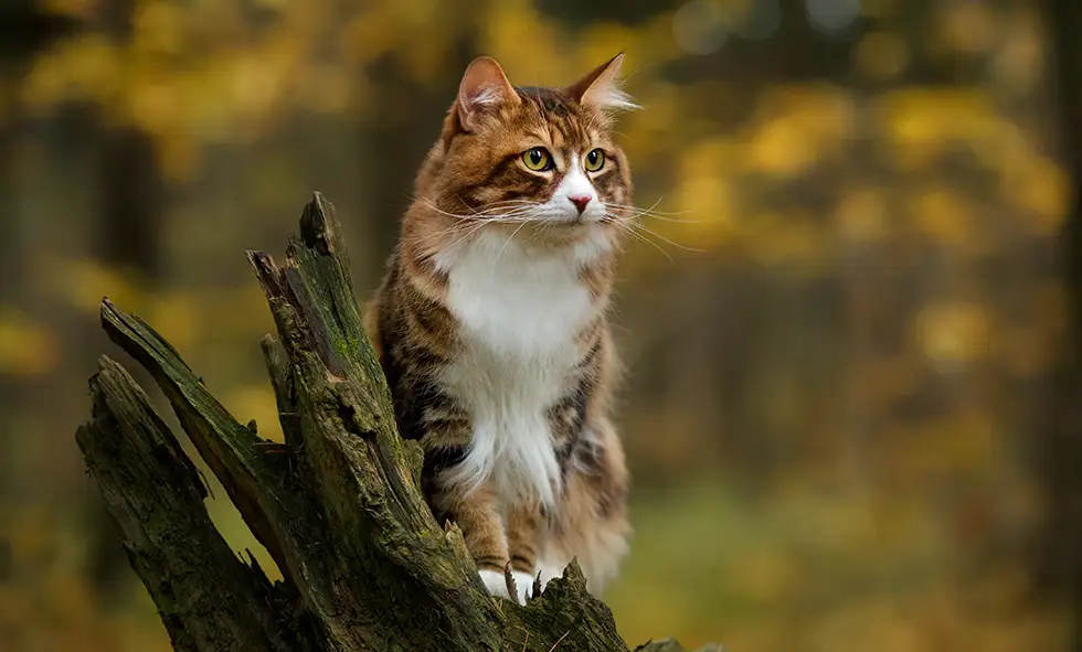 En långhårig brun och vit katt sitter på en mossig trädstam i en höstskog med gulnande löv i bakgrunden.