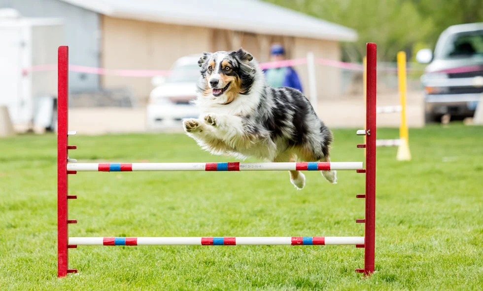 En Australian Shepherd med en trefärgad päls hoppar över ett hinder med flerfärgade ringar under en agilitytävling