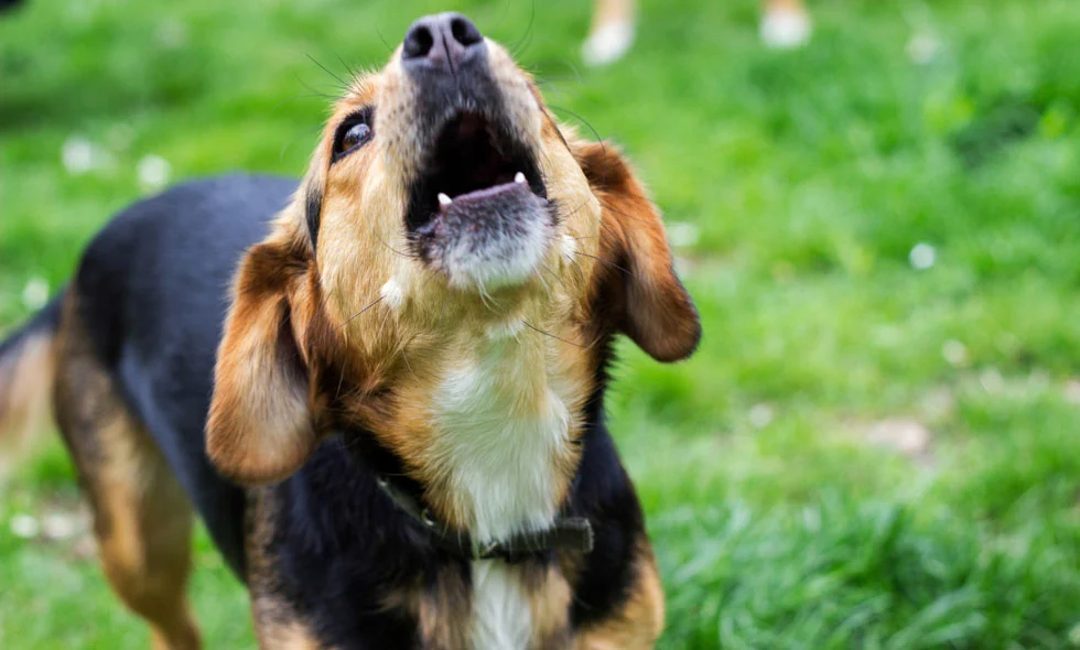 Hund skäller uppåt på grönt gräs