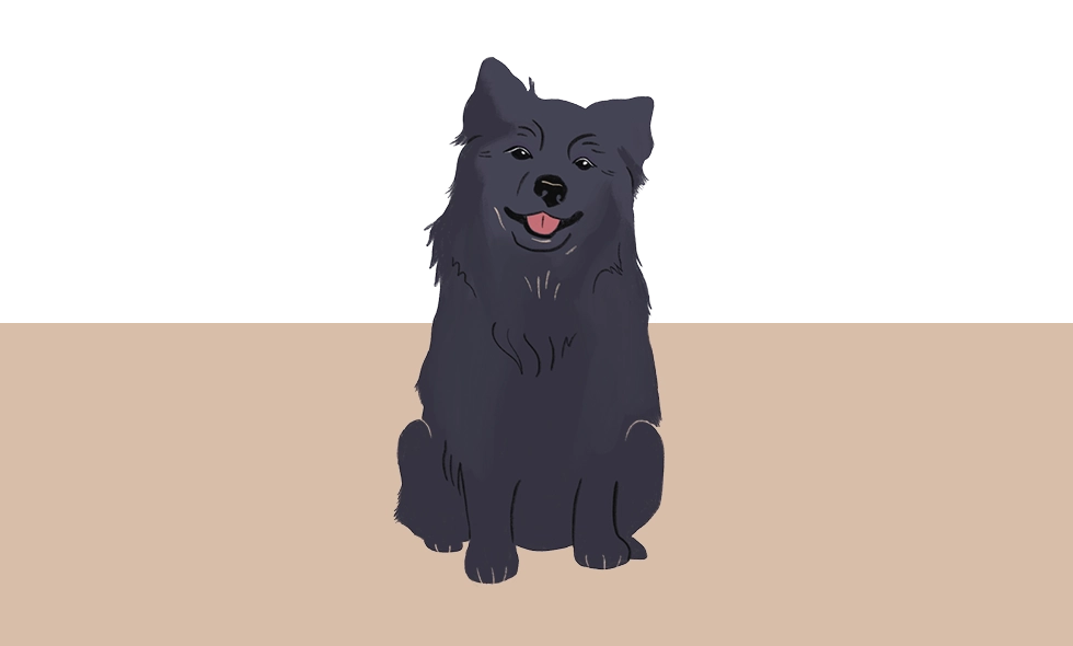 Illustration av en sittande svensk lapphund med mörk, fluffig päls och vänligt uttryck.
