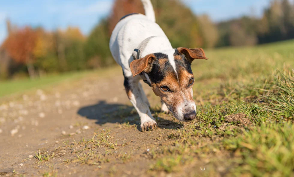 Jack russell spårar längs marken