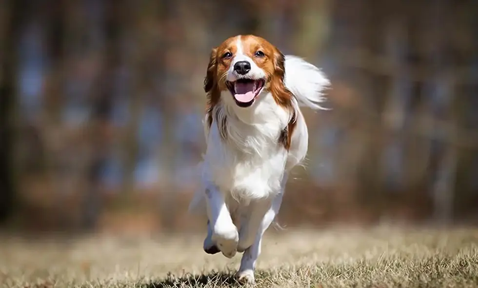  En glad springande Kooikerhondje på en gräsmatta