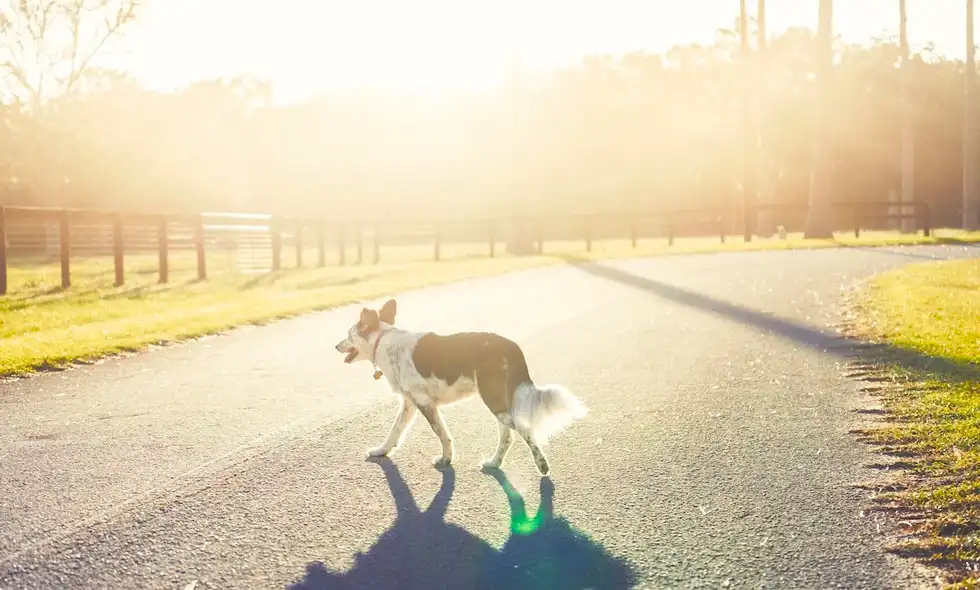 En hund i motljus går över en gata