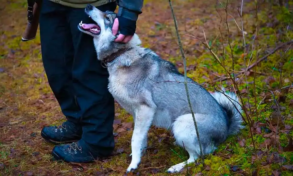 En jägare gosar med sin jakthund