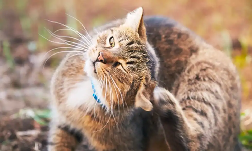 En katt kliar sig i örat