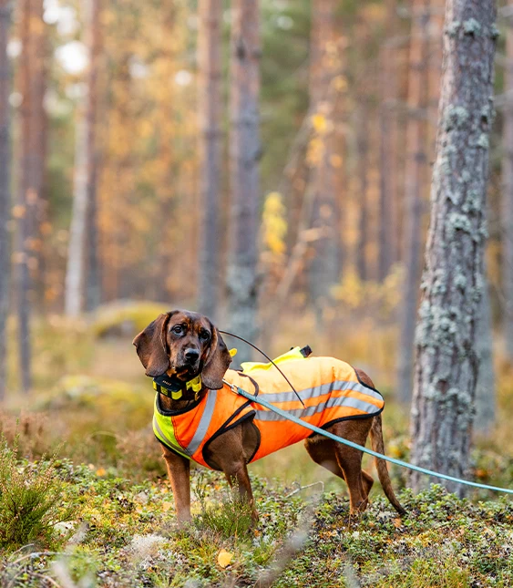 En hund med en ljusorange säkerhetsväst springer energiskt genom en skog, med en fallande trädstam i bakgrunden.