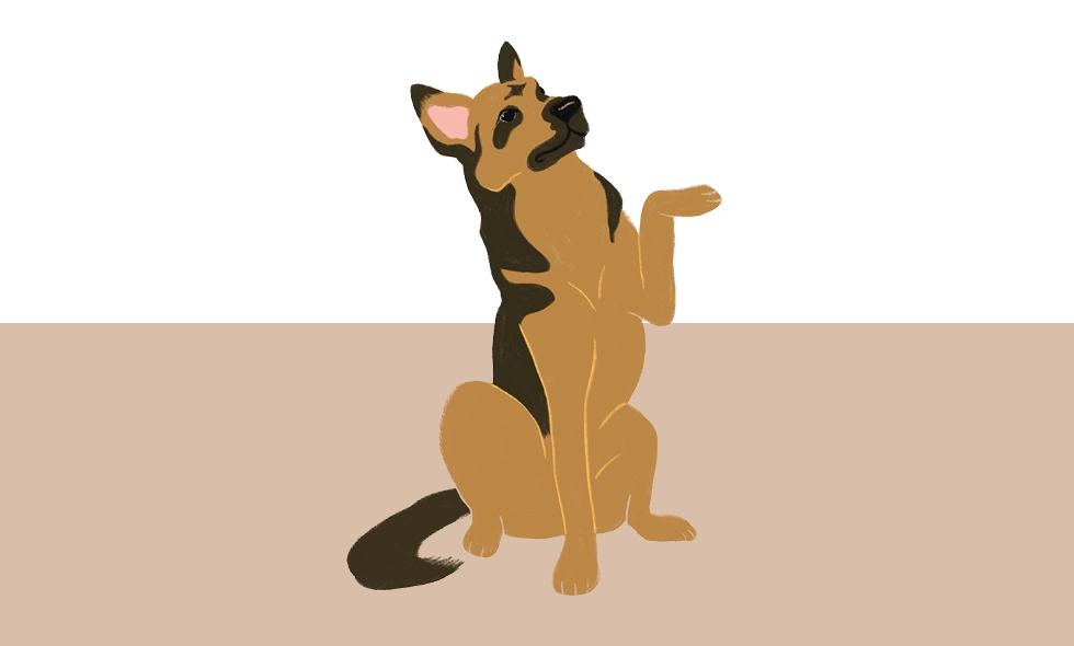 Illustration av en schäfer som sitter och lyfter ena tassen, med svart och brun päls.