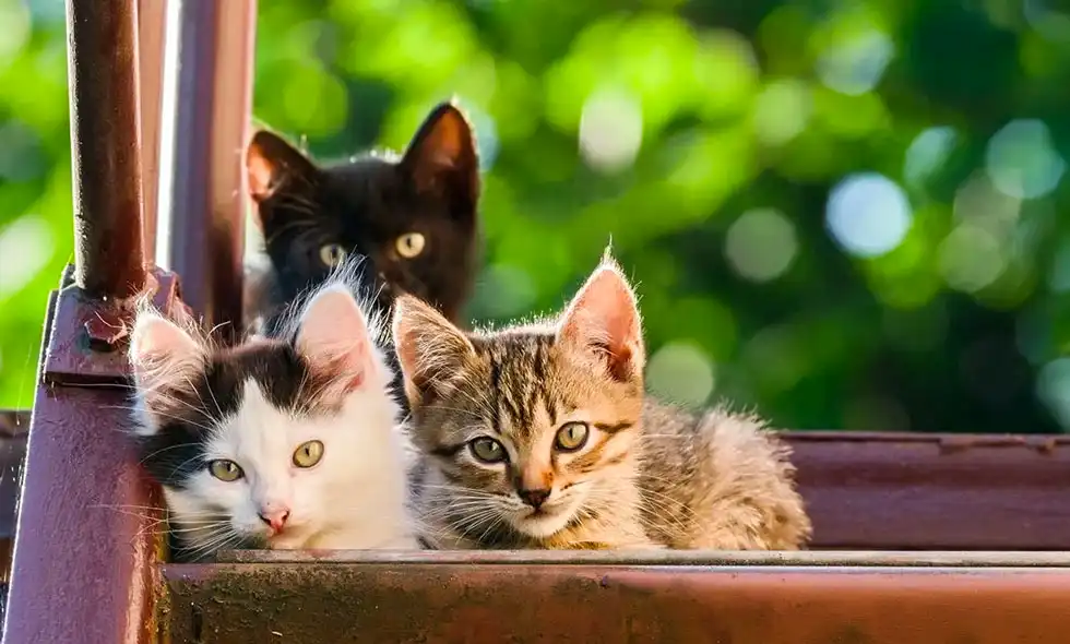 Vi ser tre kattungar
