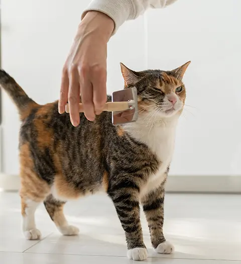 Katt på stengolv blir borstad under örat.