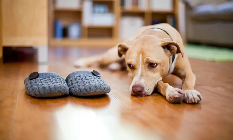 Hund ligger på golvet och tittar på ett par tofflor