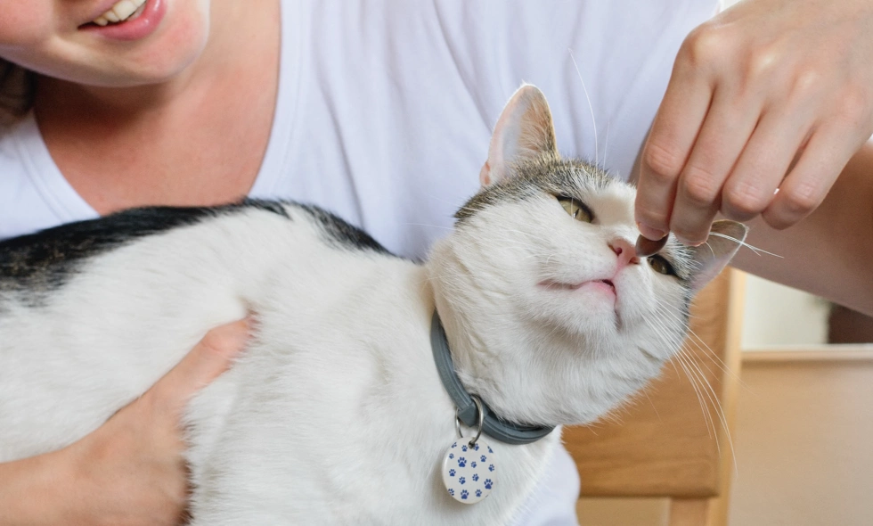 Person ger avmaskningsmedel till en vit och grå katt med halsband i hemmiljö.