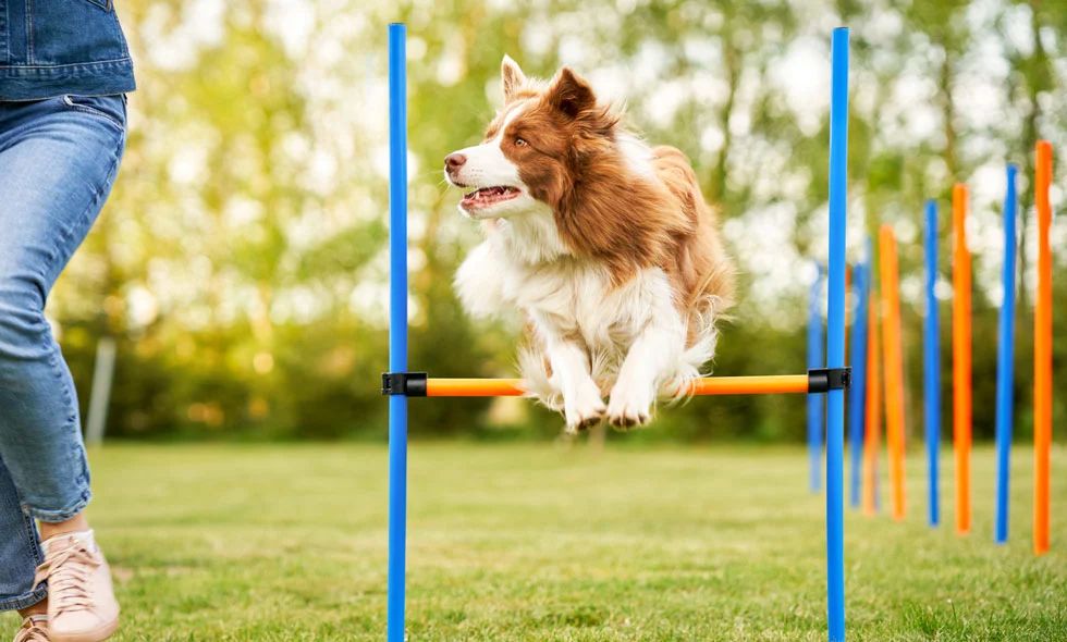 En brun och vit hund av rasen border collie hoppar över ett hinder i en agilitybana utomhus