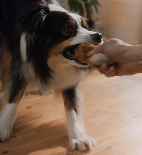 Hund i vardagsrum leker dragkamp med leksak och människa.