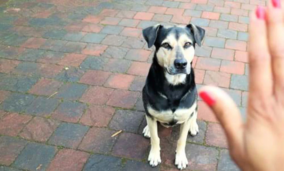 Hund som sitter på marken)