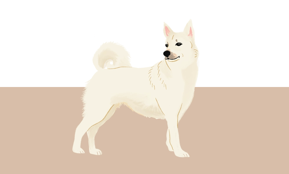 En illustration av en norsk buhund i profil, stående med svansen rullad över ryggen.