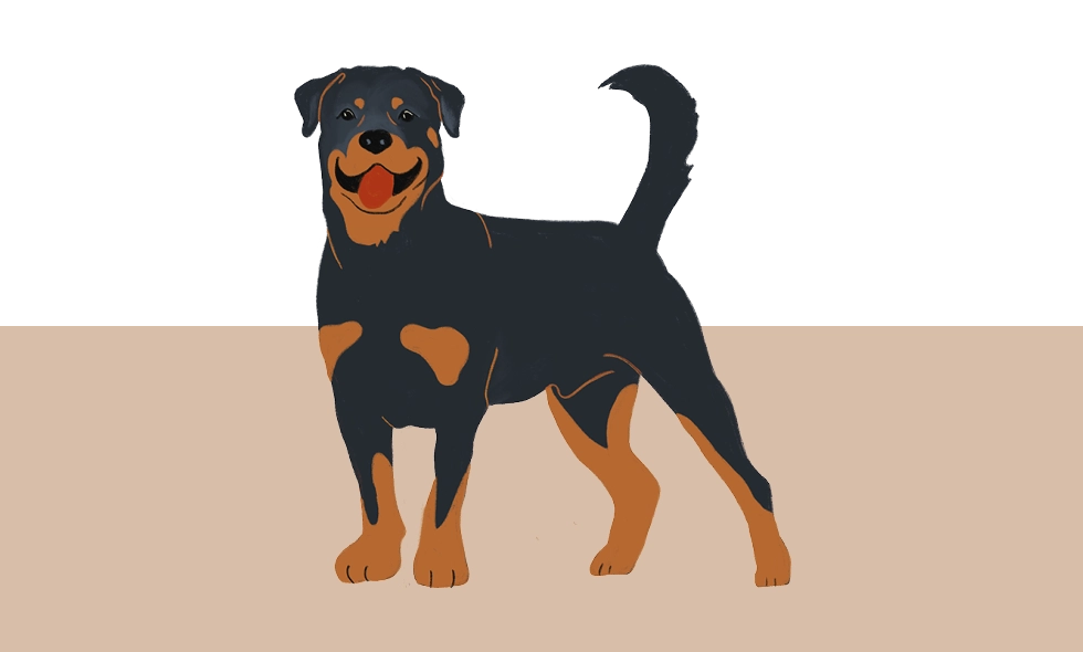 Illustration av en glad rottweiler med svart och rödbrun päls, stående med svansen uppåt.