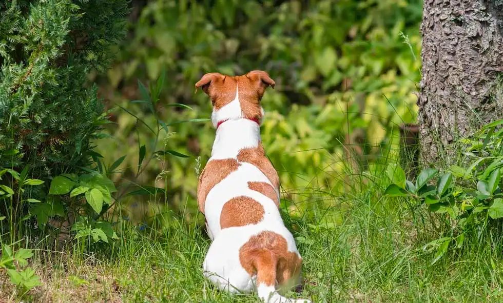Hund sitter i ett skogsbryn och tittar bortåt