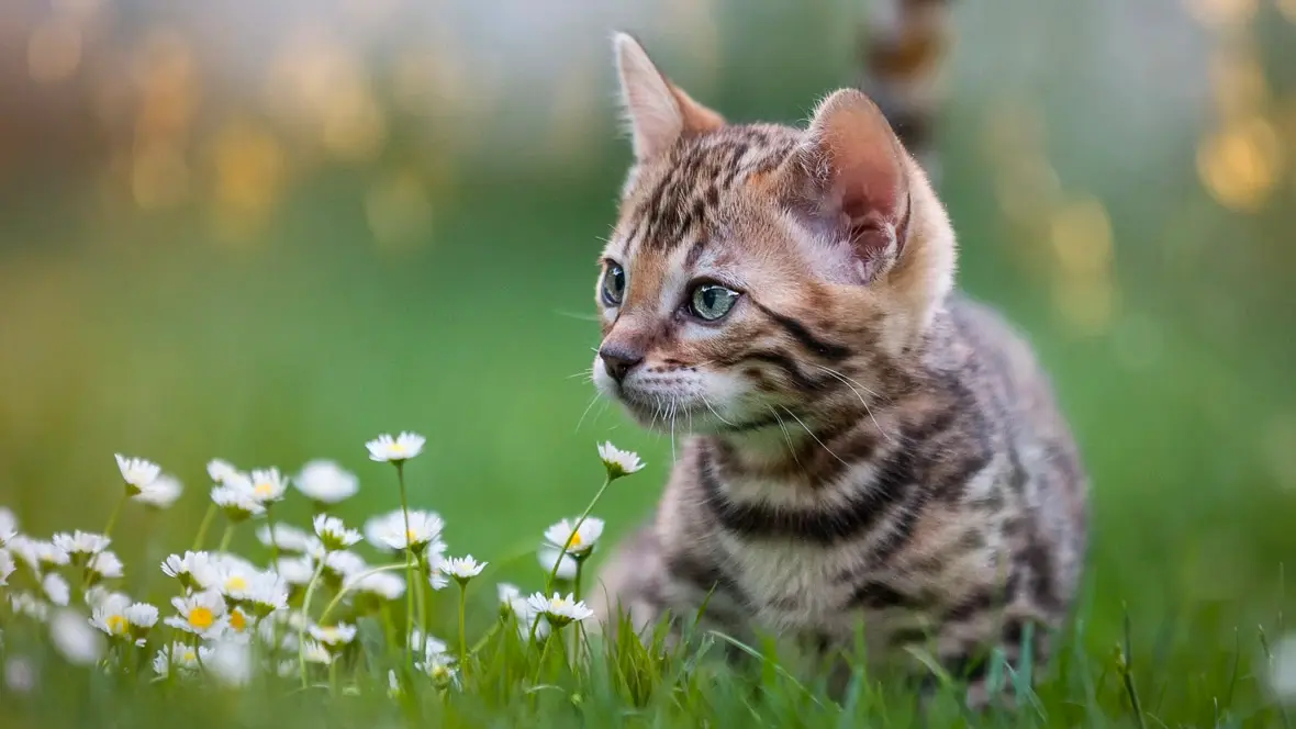 Katt på gräsmatta
