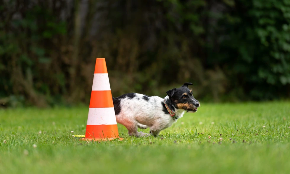 Jack Russell terrier sniffar vid orange kon på gräsmatta