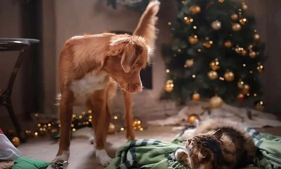  Hund och katt bredvid julgran på filt