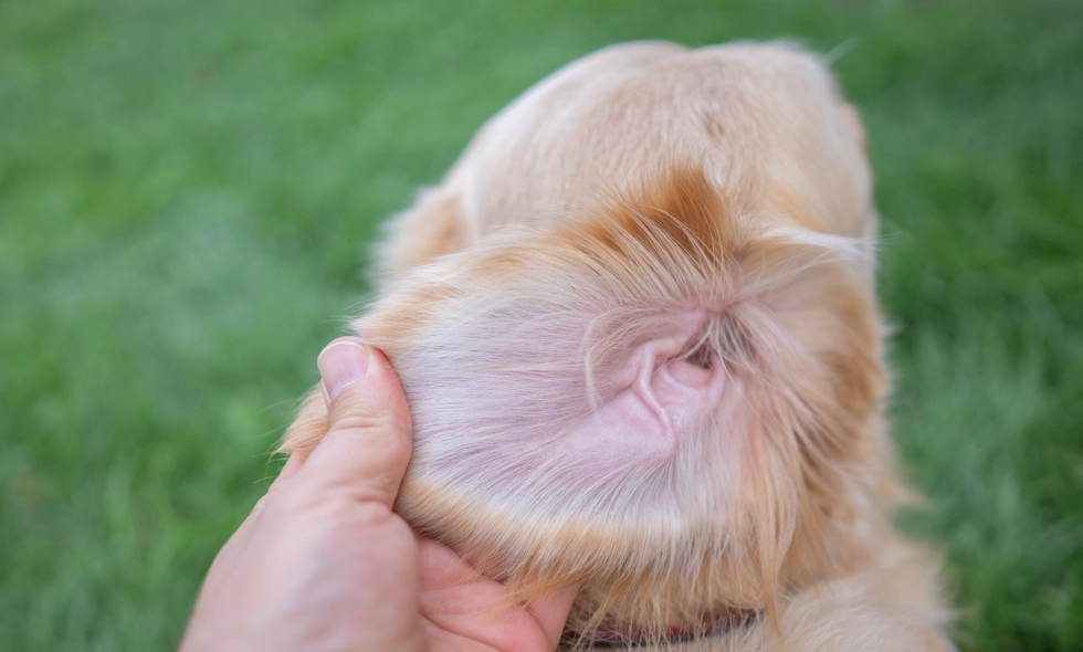 Hand viker upp örat på hund för att visa insidan mot suddig gräsmatta i bakgrunden.