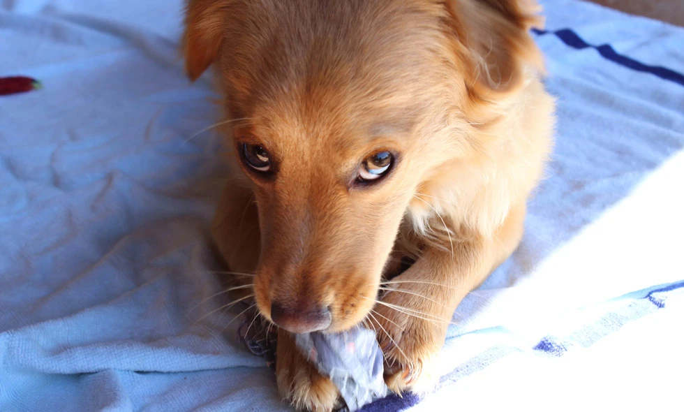 Liten brun hund tuggar på en leksak på blå filt