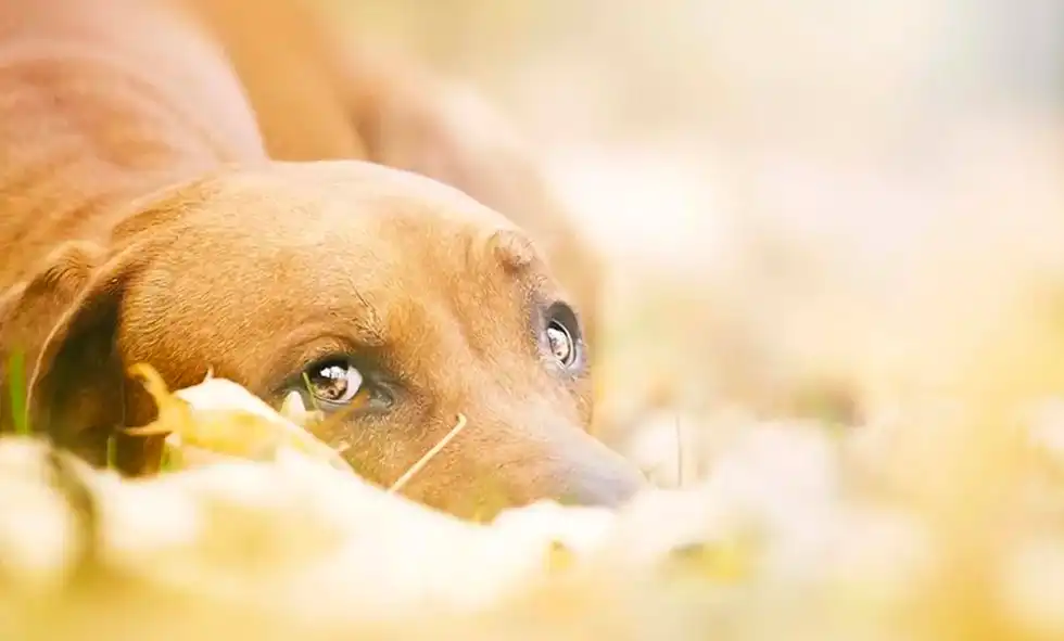 Hund tittar undergivet på oss