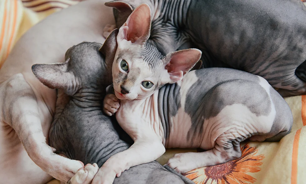 Flera katter av rasen sphynx ligger tätt ihop på en filt med solrosmotiv.