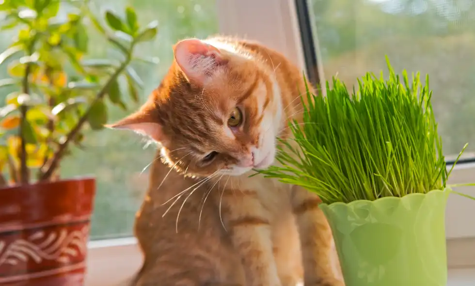 Katt som äter kattgräs