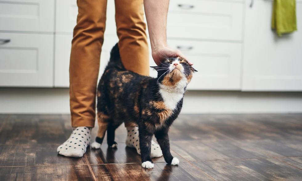 Katt får huvudet klappat av person