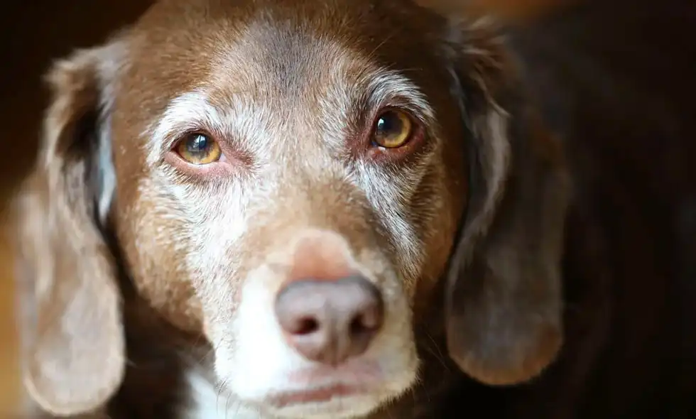 Hund i närbild som tittar på oss