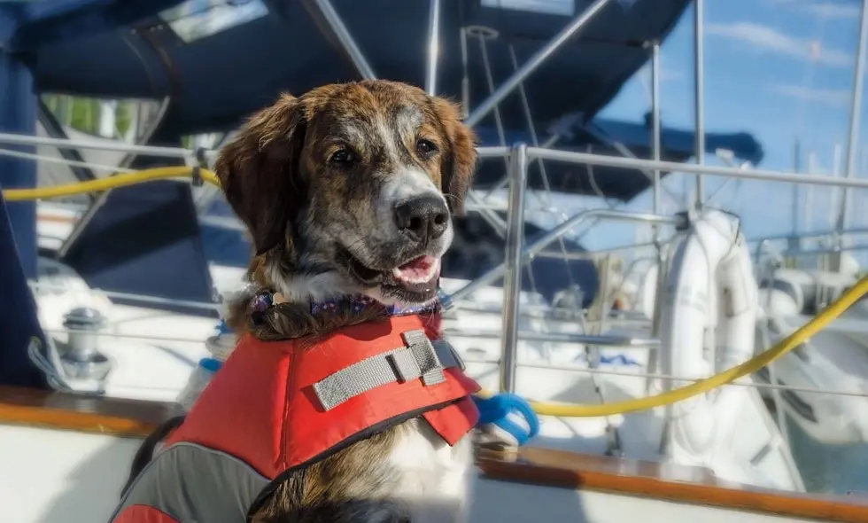 En hund med flytväst åker båt.