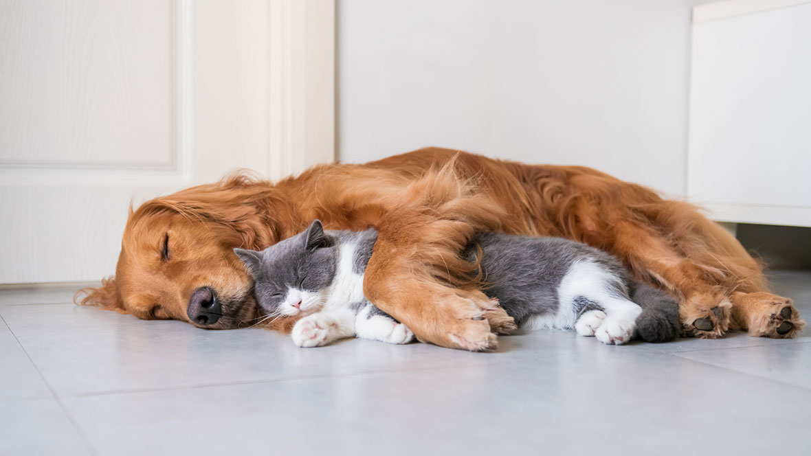 en golden retriever och en gråvit katt som ligger tätt intill varandra och sover på en ljus golvbeläggning, med en vit dörr i bakgrunden