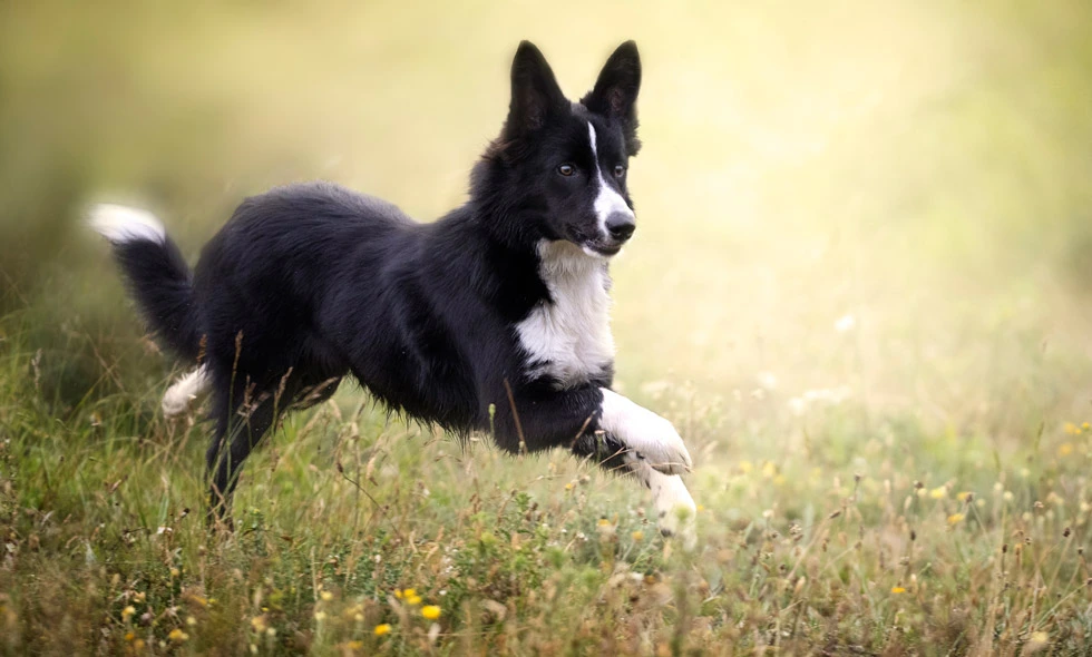 Svartvit border collie springer genom ett blommande ängsfält med skarp blick