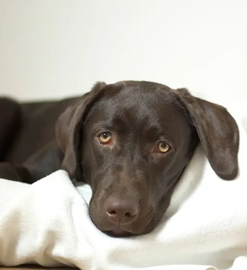 En brun labrador ligger och vilar sitt huvud på en vit filt.