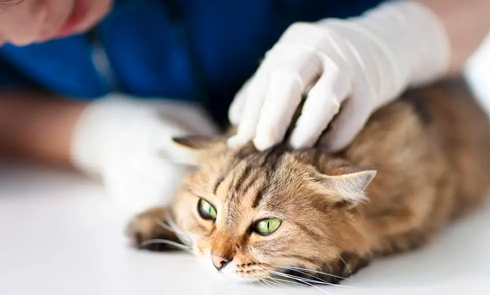 En katt undersöks av en veterinär