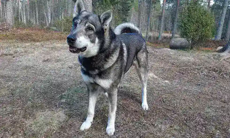 Jämthund i skogen