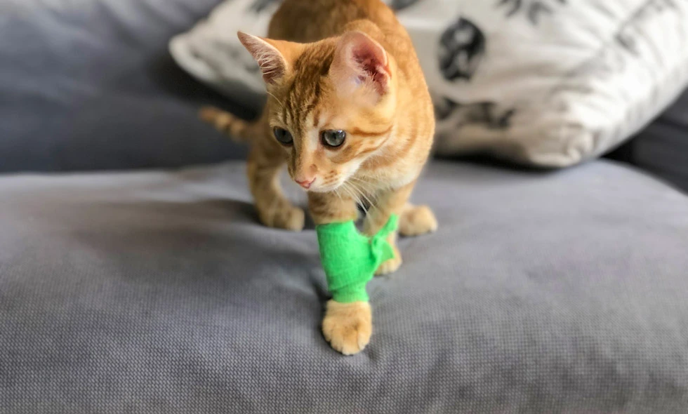 Kattunge med grönt bandage på en grå soffa
