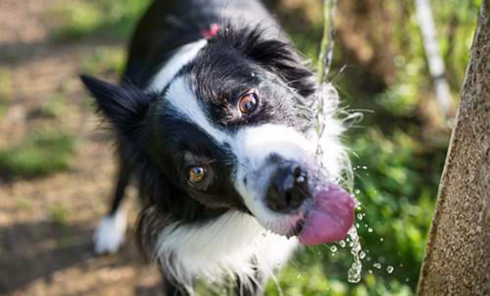 En bordercollie med en lekfull blick fångar vattenstrålar med tungan, mot en bakgrund av gröna växter och solljus