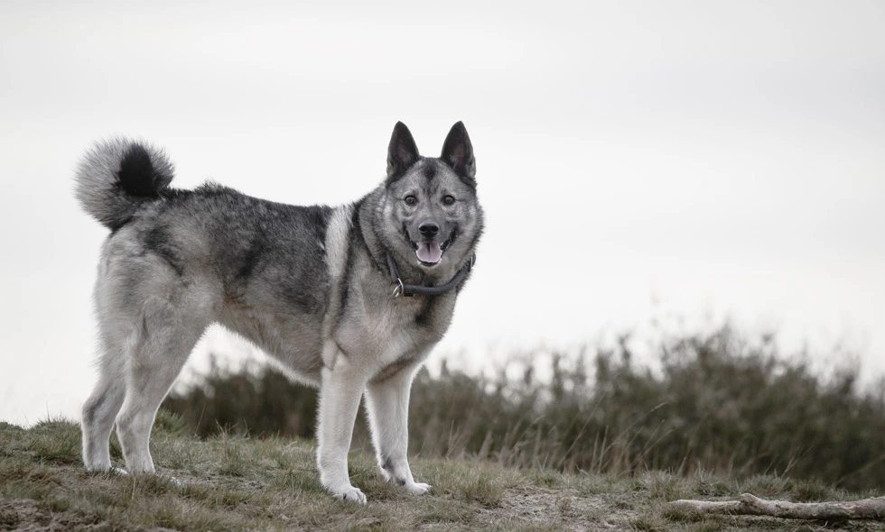 Stående norsk älghund i naturligt landskap