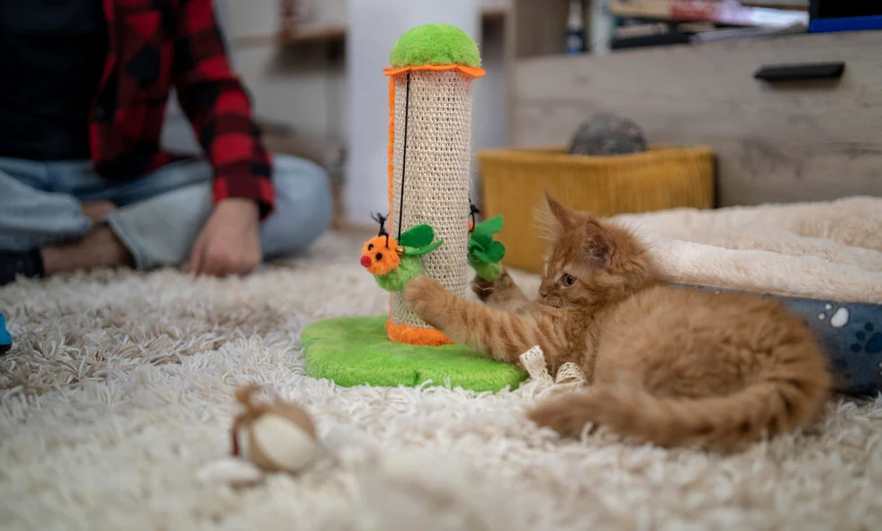 Kattunge leker med klösträd bredvid människa