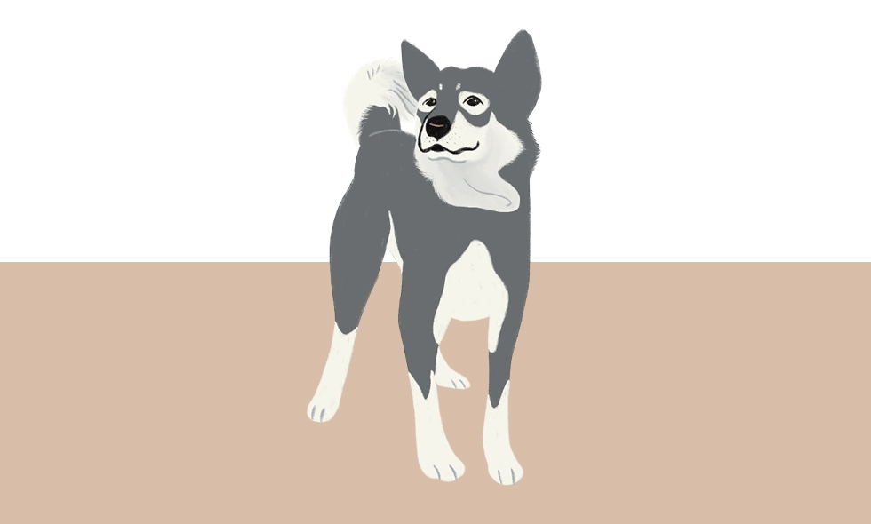 En tecknad jämthund som står med kroppen något vriden och tittar över sin högra axel.