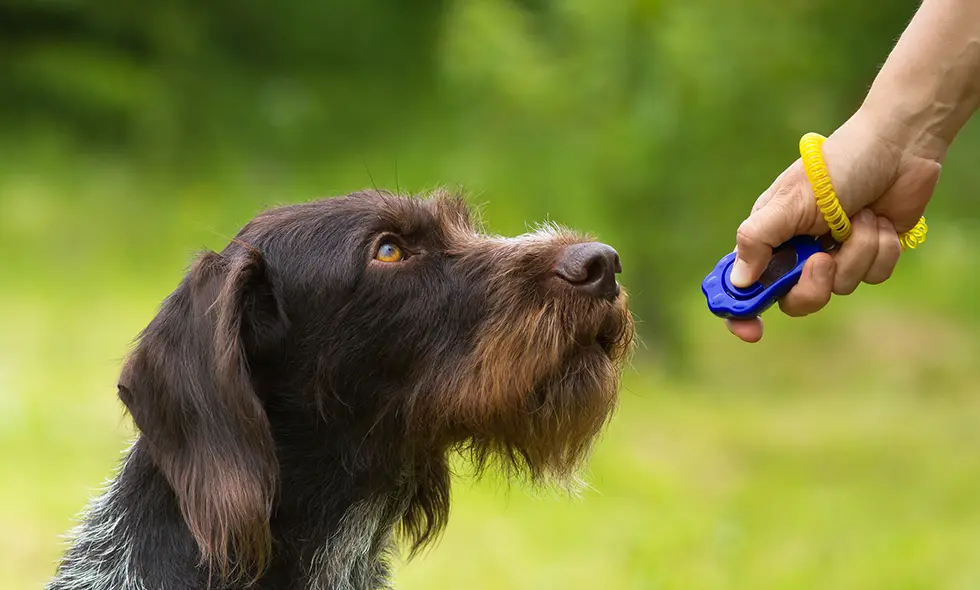 En hund med mörk, sträv päls och bruna ögon sitter och ser uppmärksamt på en blå klicker