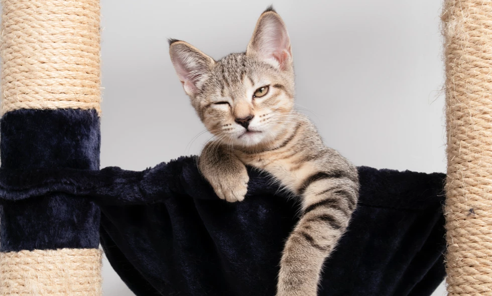 Gråbrun randig katt blundar med ena ögat i svart hängmatta på klösträd.