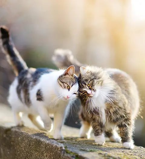 Två katter stryker sig mot varandra på stenmur med solljus i bakgrunden.
