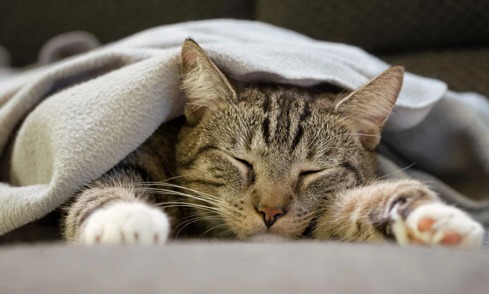 En randig katt täckt med ett grått täcke vilar och sover djupt på en soffa