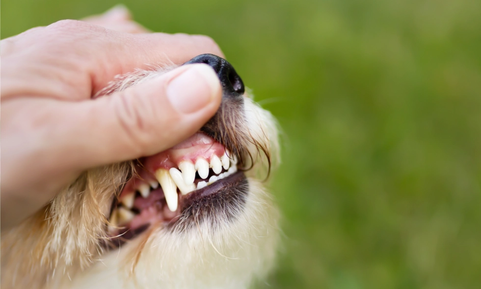 Hand lyfter överläpp på liten hund för att visa tänder och tandkött i närbild.